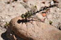 Onychogomphus forcipatus
