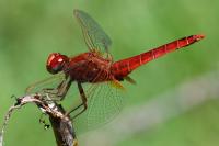 Crocothemis erythraea