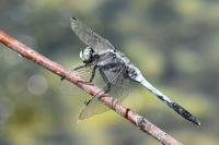 Orthetrum albistylum