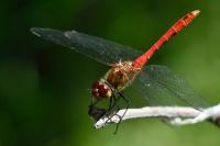 Sympetrum sanguineum