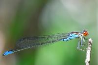 Erythromma viridulum