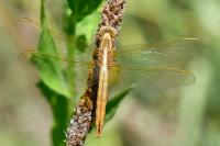 Crocothemis erythraea