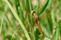 Crocothemis erythraea
