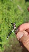 Orthetrum coerulescens