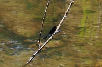 Calopteryx xanthostoma