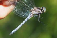 Orthetrum coerulescens