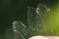 Orthetrum coerulescens