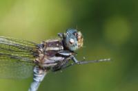 Orthetrum coerulescens