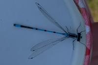 Coenagrion scitulum