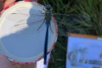 Anax imperator