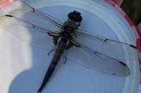 Libellula quadrimaculata