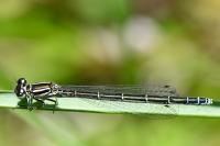 Coenagrion puella