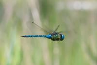Aeshna affinis