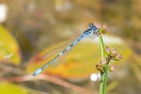 Coenagrion scitulum