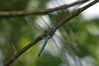 Anax imperator