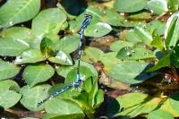 Coenagrion scitulum