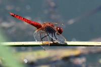 Crocothemis erythraea