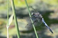 Orthetrum cancellatum