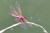 Trithemis annulata