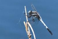 Orthetrum albistylum