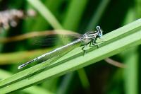 Platycnemis pennipes