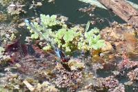 Erythromma viridulum