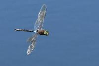 Anax parthenope