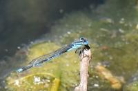 Erythromma lindenii