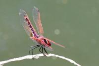Trithemis annulata