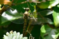 Orthetrum cancellatum