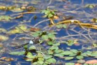 Anax parthenope