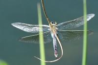 Anax parthenope