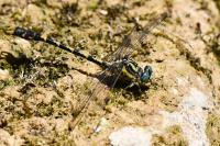 Onychogomphus uncatus