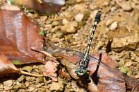 Onychogomphus forcipatus