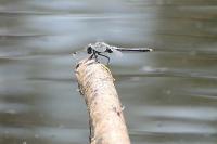 Leucorrhinia albifrons