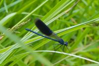 Calopteryx splendens