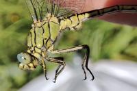 Gomphus pulchellus