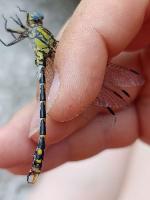 Onychogomphus uncatus