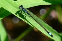 Ischnura elegans