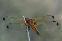 Libellula fulva