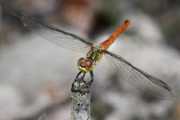 Sympetrum sanguineum