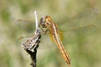 Crocothemis erythraea