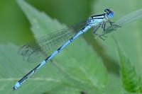 Erythromma lindenii