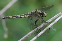 Orthetrum cancellatum