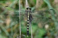 Onychogomphus forcipatus