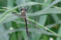 Oxygastra curtisii