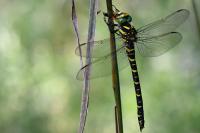 Cordulegaster boltonii