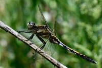 Orthetrum albistylum