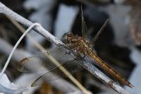 Orthetrum coerulescens