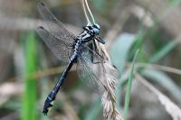 Gomphus vulgatissimus